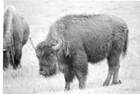 000612 F17 Madison Area Bison