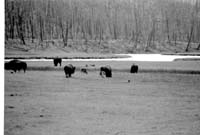 000612 G01 Madison Area Bison TMX100