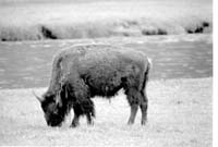 000612 G04 Madison Area Bison