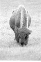 000612 G12 Madison Area Bison