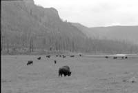 000612 G21 Madison Area Bison