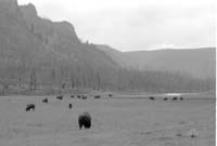 000612 G22 Madison Area Bison