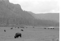 000612 G24 Madison Area Bison