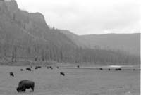 000612 G29 Madison Area Bison