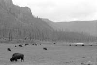 000612 G30 Madison Area Bison