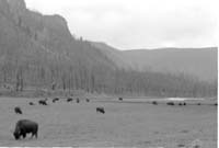 000612 G31 Madison Area Bison