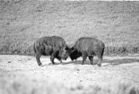 000612 G32 Madison Area Bison