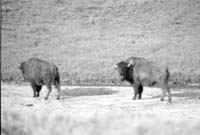 000612 G34 Madison Area Bison