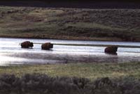 000613 H04 Bison Crossing River