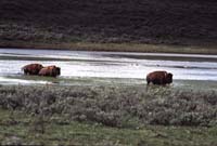 000613 H07 Bison Crossing River