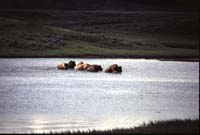 000613 H14 Bison Crossing River