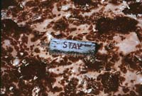 000616 K08 Midway Geyser Basin