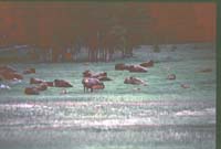 000616 K32 Midway Geyser Basin