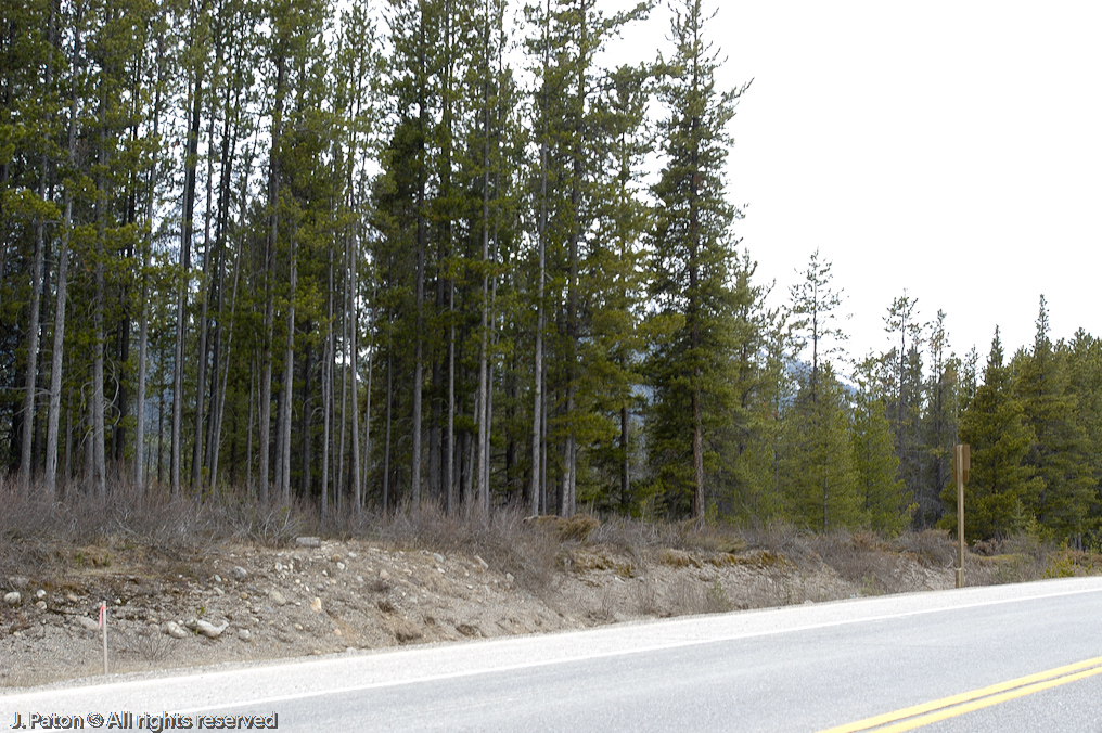 Bear at the entrance to the Icefield Parkway   Banff National Park, Albert, Canada