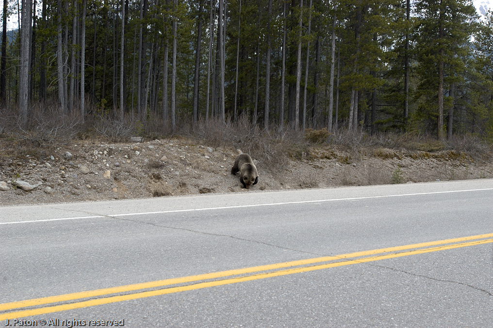 Bear at the entrance to the Icefield Parkway   Banff National Park, Albert, Canada