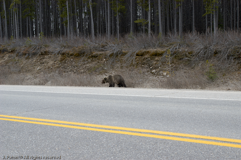 Bear at the entrance to the Icefield Parkway   Banff National Park, Albert, Canada