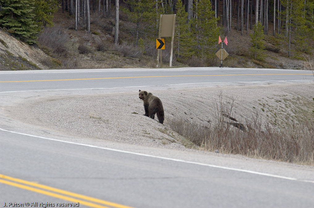 Bear at the entrance to the Icefield Parkway   Banff National Park, Albert, Canada