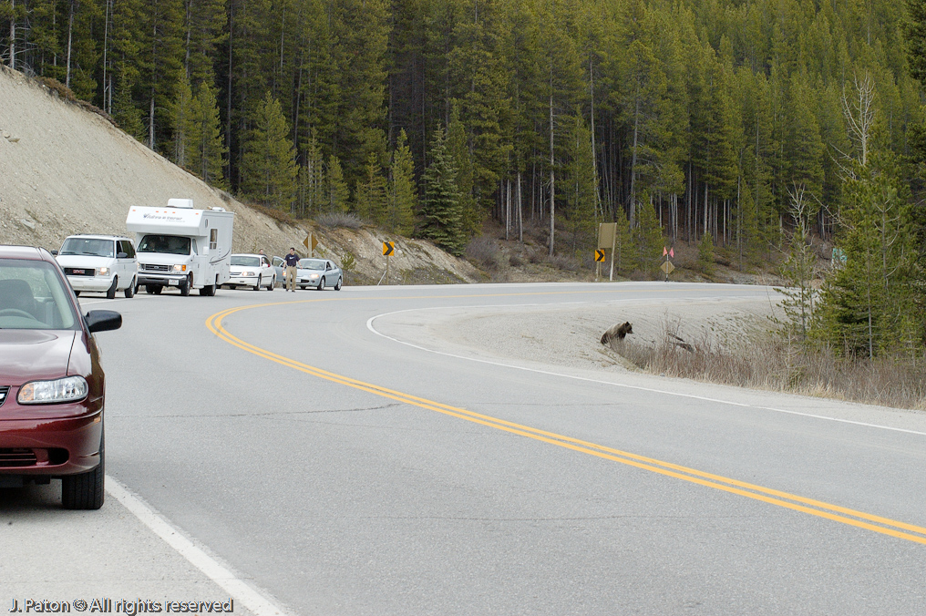 Bear at the entrance to the Icefield Parkway   Banff National Park, Albert, Canada