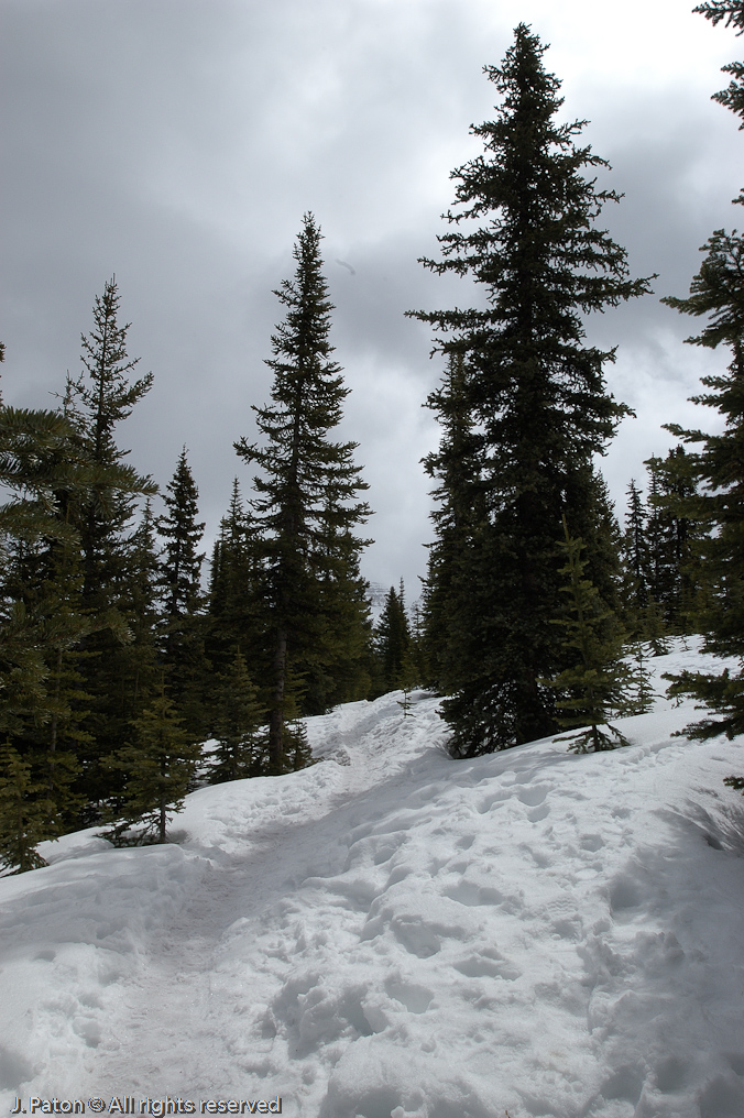 Trail to Peyto Lake   Icefield Parkway, Banff National Park, Alberta Canada