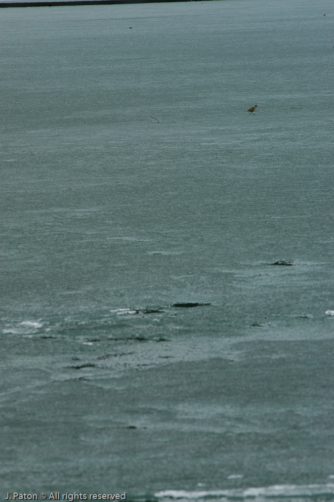    Icefield Parkway, Banff National Park, Alberta Canada