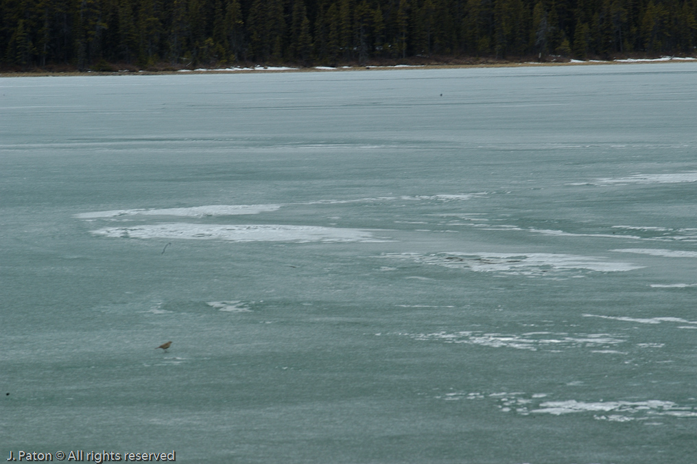    Icefield Parkway, Banff National Park, Alberta Canada