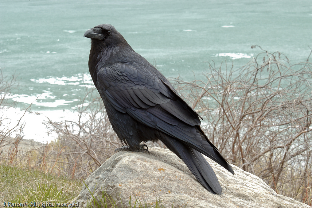 Raven   Icefield Parkway, Banff National Park, Alberta Canada
