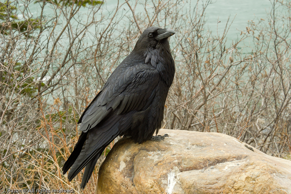    Icefield Parkway, Banff National Park, Alberta Canada