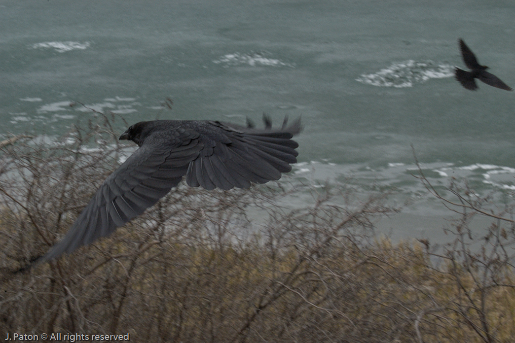    Icefield Parkway, Banff National Park, Alberta Canada