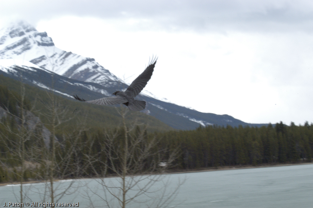    Icefield Parkway, Banff National Park, Alberta Canada