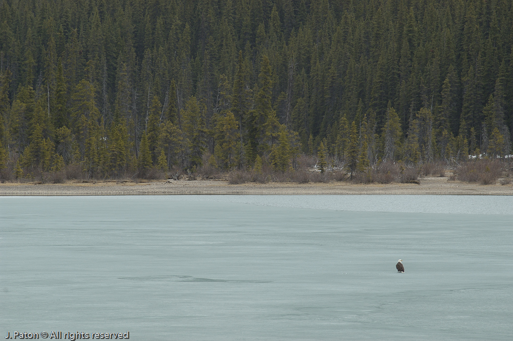 Bald Eagle on the ice   Icefield Parkway, Banff National Park, Alberta Canada