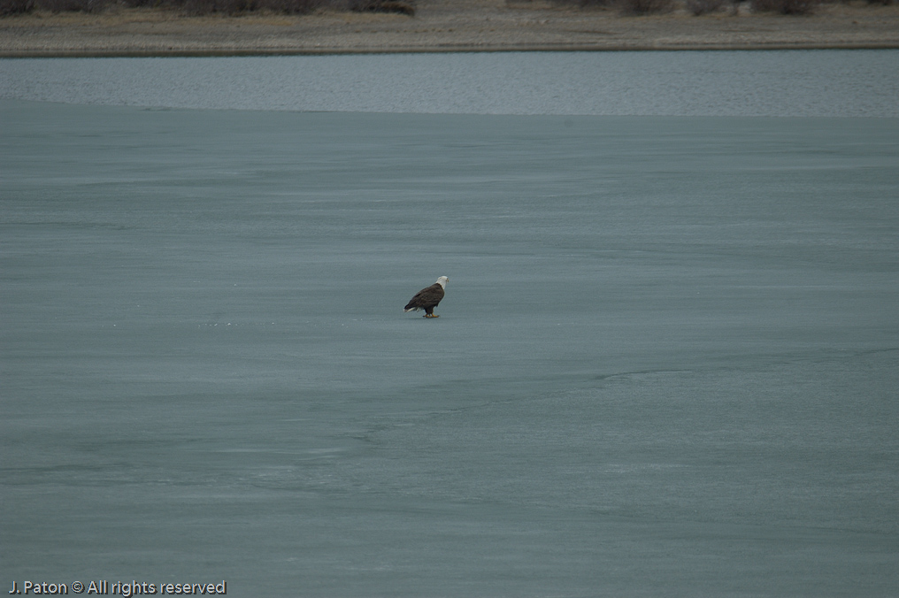    Icefield Parkway, Banff National Park, Alberta Canada