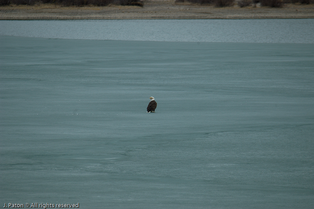    Icefield Parkway, Banff National Park, Alberta Canada