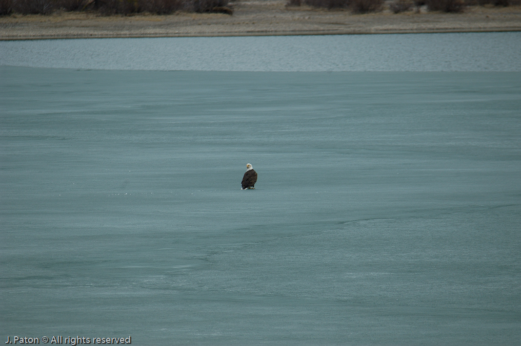    Icefield Parkway, Banff National Park, Alberta Canada