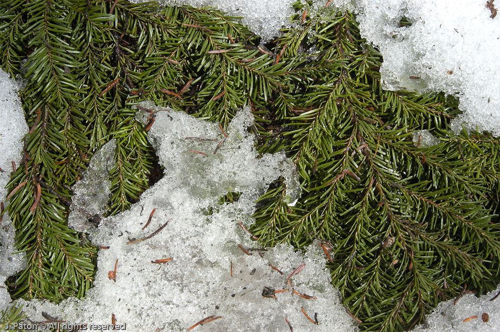 Needles in Snow   Lake Louise, Banff National Park, Albert, Canada