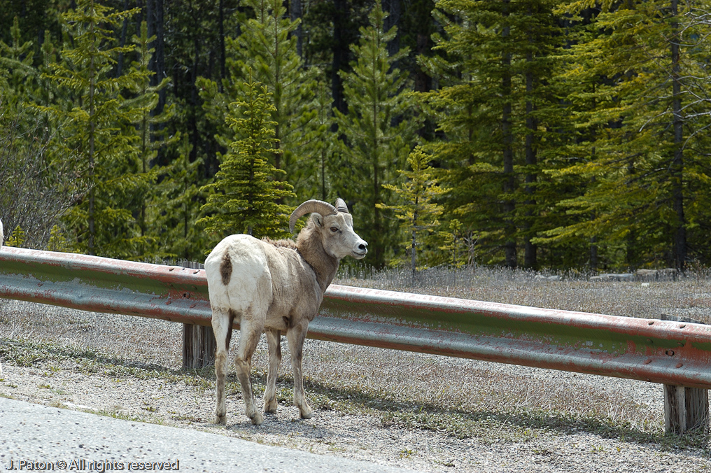 Bighorn Sheep   Icefield Parkway, Jasper National Park, Alberta, Canada