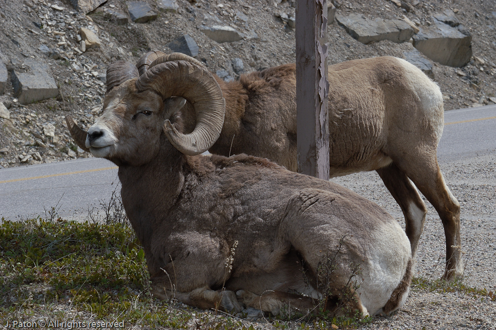 Bighorn Sheep   Icefield Parkway, Jasper National Park, Alberta, Canada