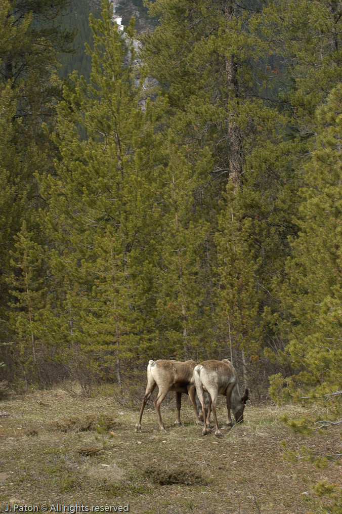    Icefield Parkway, Jasper National Park, Alberta, Canada