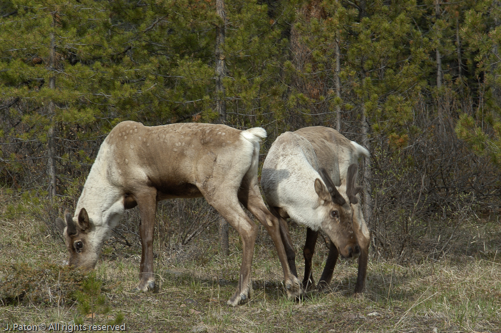    Icefield Parkway, Jasper National Park, Alberta, Canada