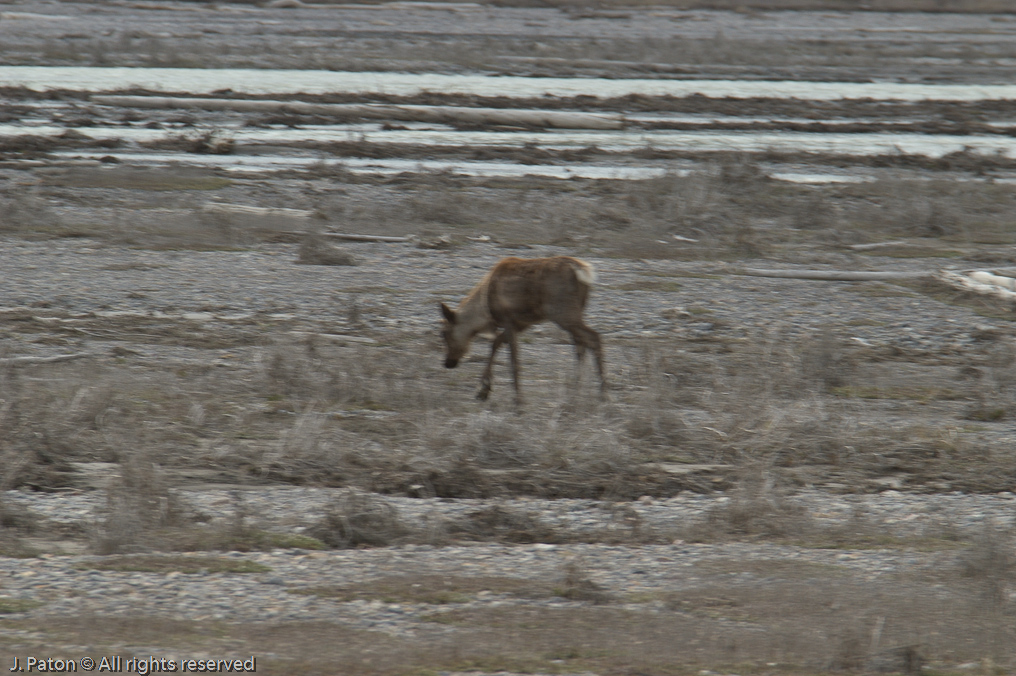    Icefield Parkway, Jasper National Park, Alberta, Canada