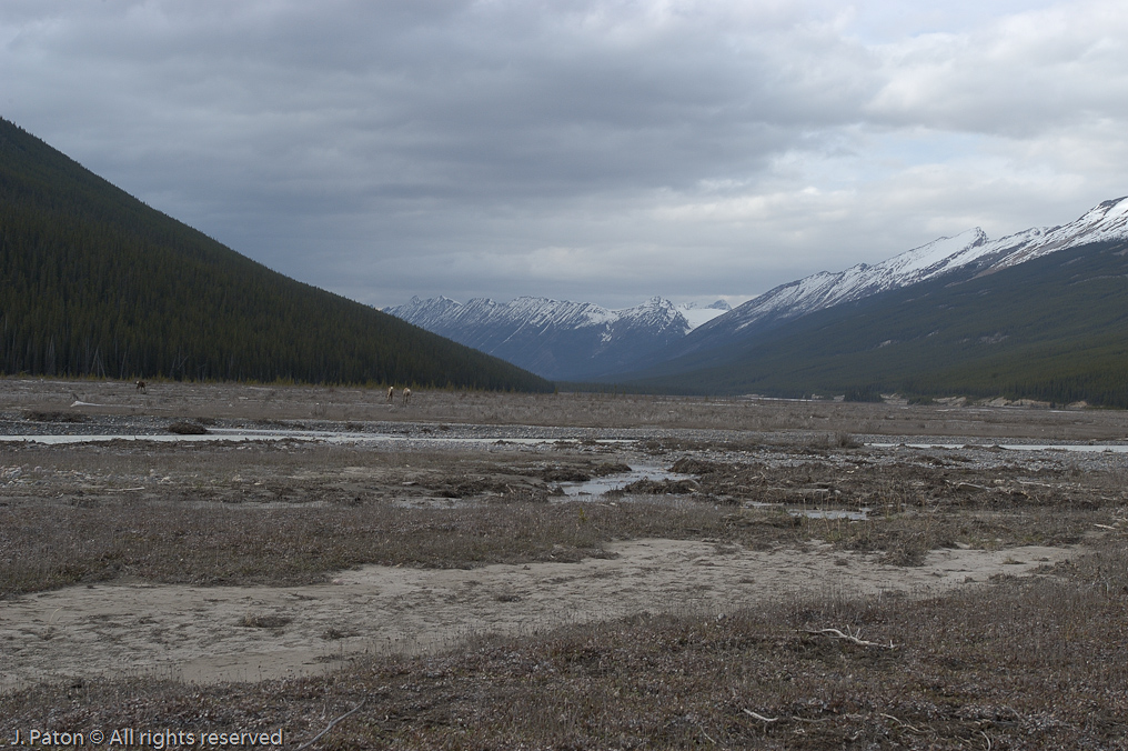    Icefield Parkway, Jasper National Park, Alberta, Canada