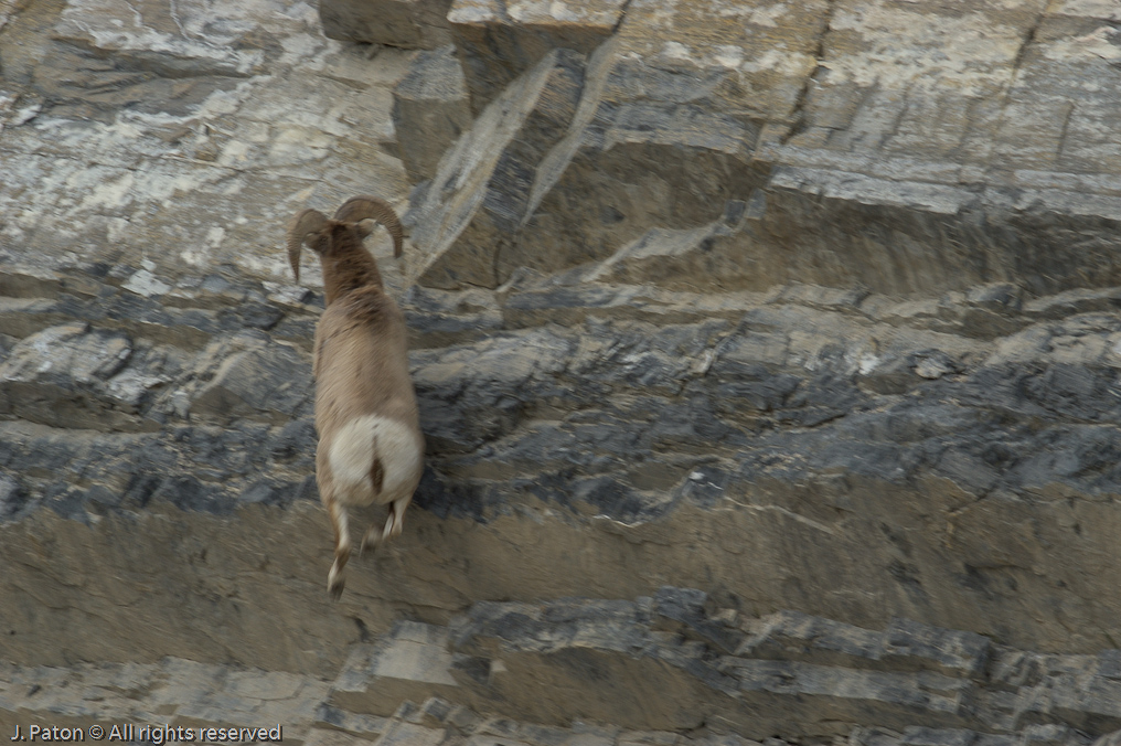    Icefield Parkway, Jasper National Park, Alberta, Canada
