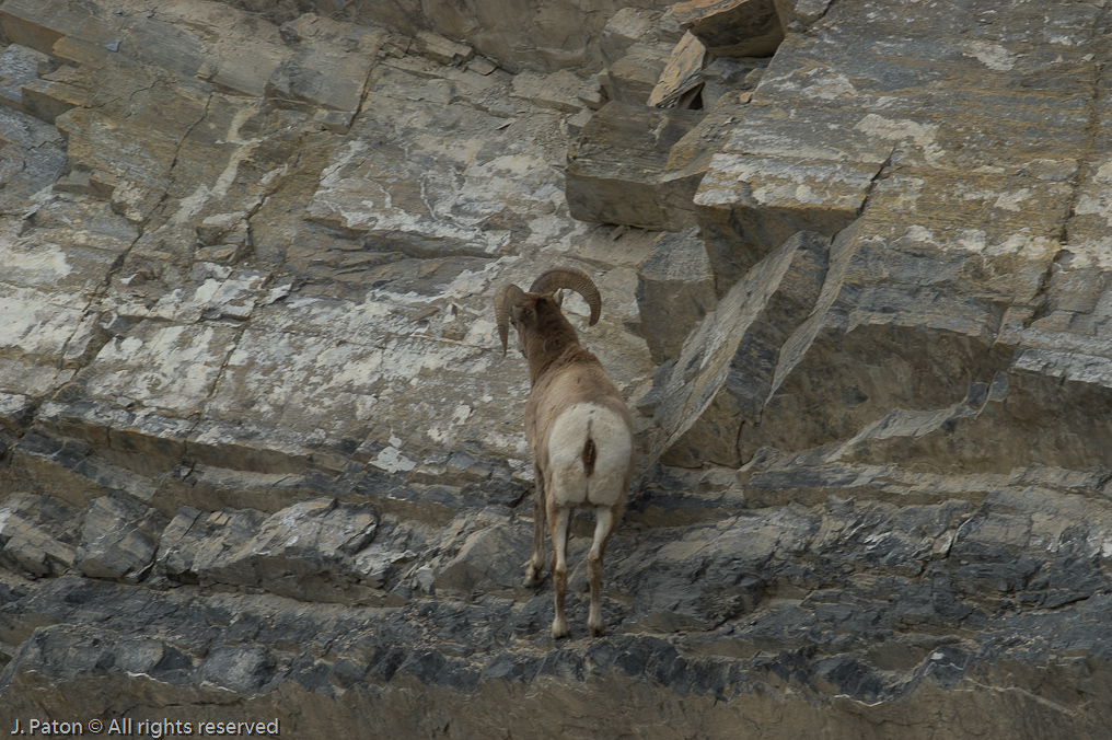    Icefield Parkway, Jasper National Park, Alberta, Canada