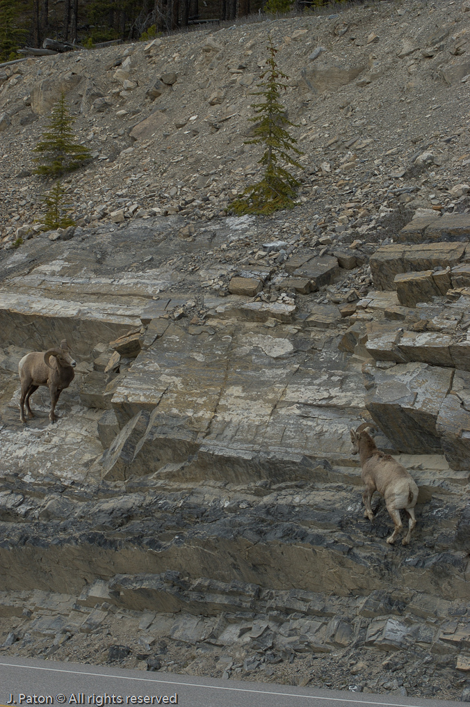   Icefield Parkway, Jasper National Park, Alberta, Canada