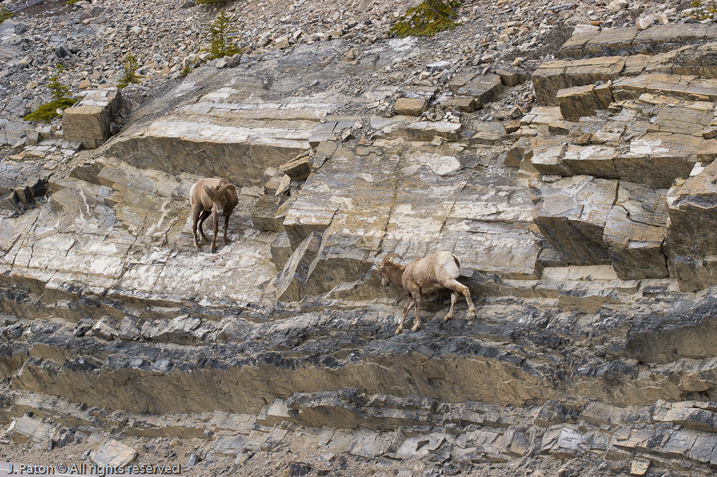 Approaching Each Other   Icefield Parkway, Jasper National Park, Alberta, Canada