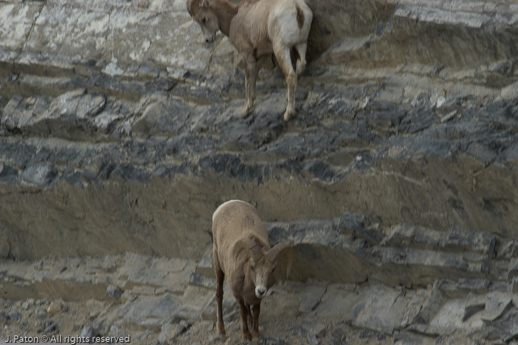    Icefield Parkway, Jasper National Park, Alberta, Canada