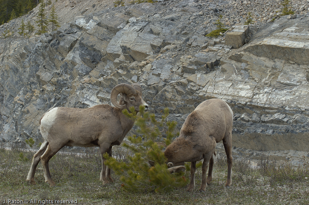    Icefield Parkway, Jasper National Park, Alberta, Canada