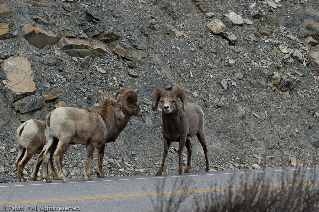    Icefield Parkway, Jasper National Park, Alberta, Canada