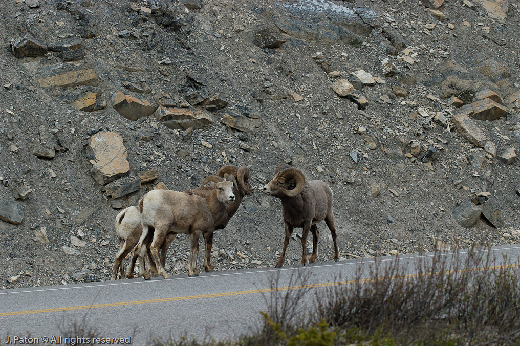    Icefield Parkway, Jasper National Park, Alberta, Canada