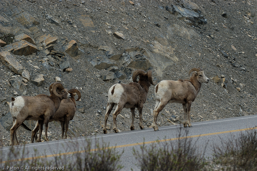 Bighorn Sheep   Icefield Parkway, Jasper National Park, Alberta, Canada