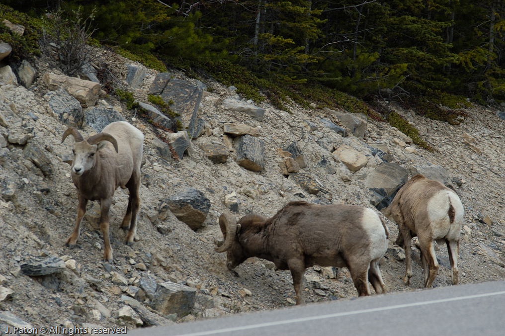    Icefield Parkway, Jasper National Park, Alberta, Canada
